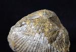 Sakawairhynchia olenekensis DAGYS 1965 - Bild © FossNet FossilienStore